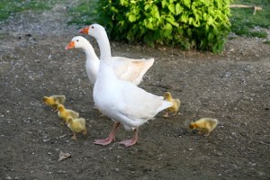 euer Essen dauert noch ein bisschen. 