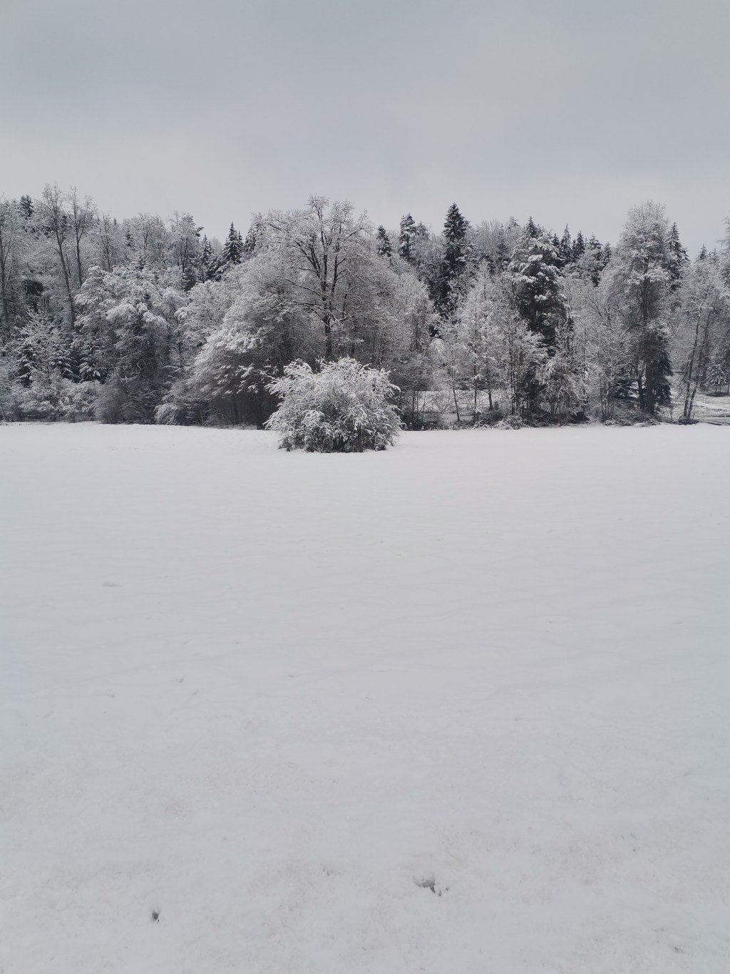 Winter- Waldspaziergänge