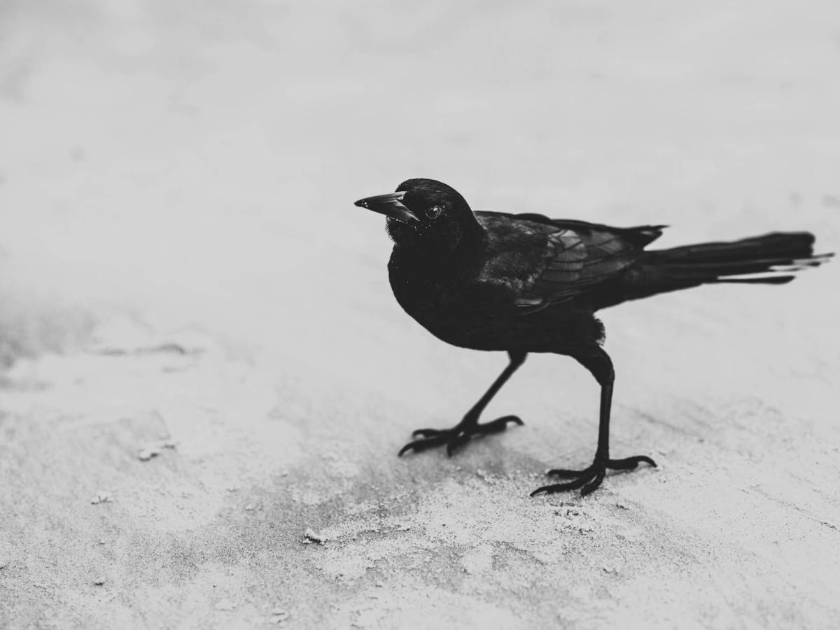 Der Rabe von Edgar Allen&nbsp;Poe